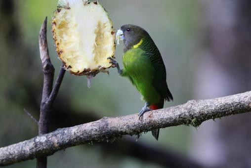 キクビワインコの写真