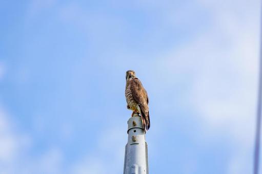 Photo, grey-faced buzzard, difference, thorn feather, 