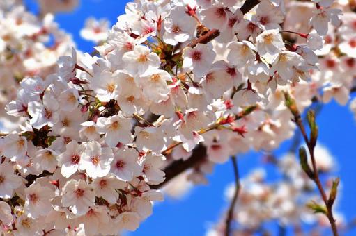 満開の桜 満開の桜 サクラ,春,木の写真素材