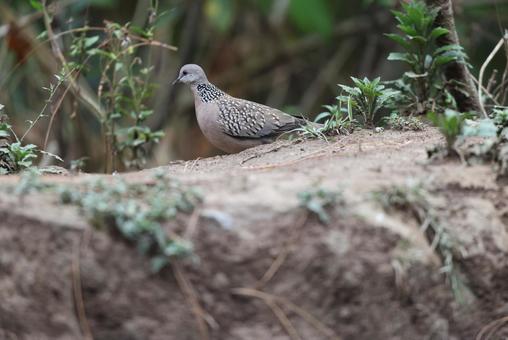 カノコバト カノコバトの写真
