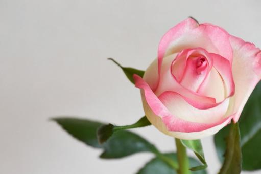 ピンクのばらの写真