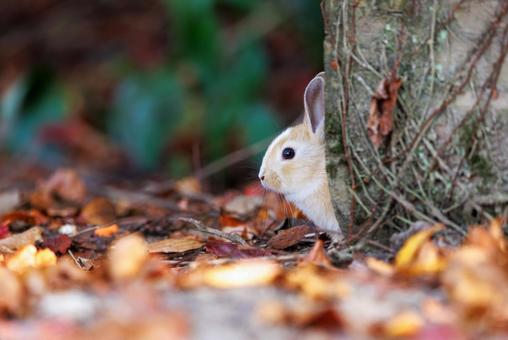 The rabbits of Okunoshima, JPG