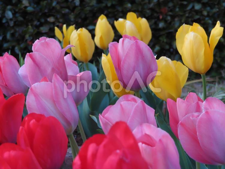 色とりどりのチューリップ チューリップ,花,植物の写真素材