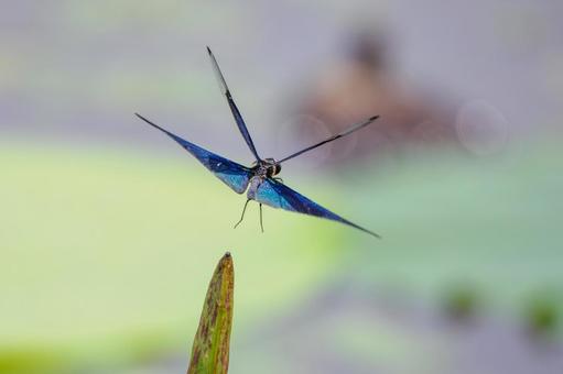 Butterfly dragonfly ⒂, JPG Butterfly dragonfly ⒂, JPG