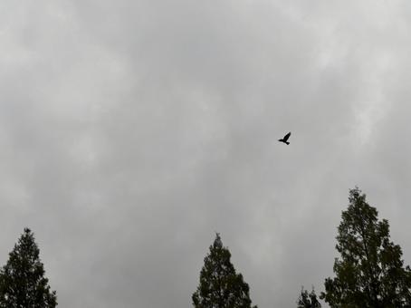 曇り空を飛ぶカラス カラス,曇り空,空の写真素材