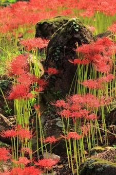 岩場に咲く彼岸花-2 岩場に咲く彼岸花-2 彼岸花,秋,風景の写真素材
