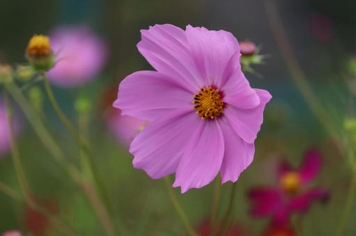 コスモス 花,植物,秋の写真素材