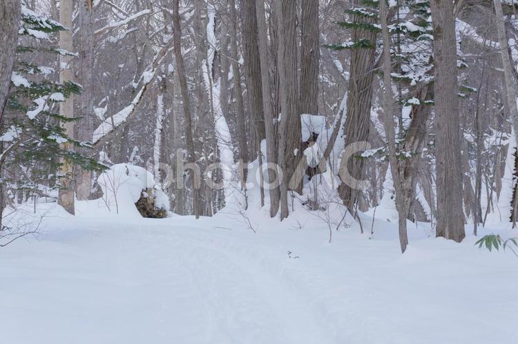 北海道 冬の原生林の雪景色 日本,北海道,江別の写真素材