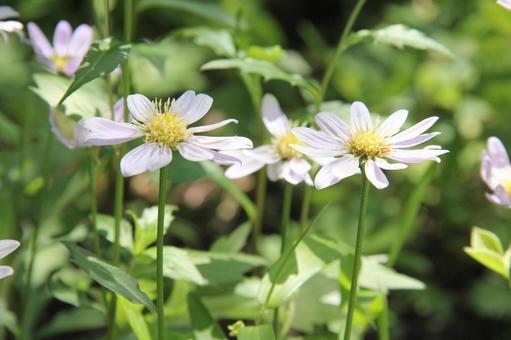 Photo, a flower, naive, miyako wasure, 