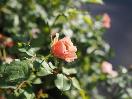 バラ園にてピンクの薔薇を撮影しました バラ園にてピンクの薔薇を撮影しましたの写真