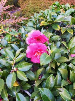 カンツバキの花 カンツバキ,花,寒椿の写真素材