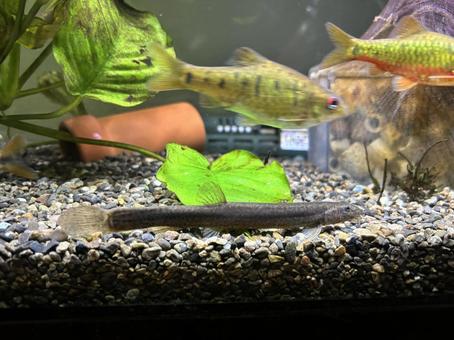 ドジョウ 在来系統 ドジョウ 在来系統 ドジョウ,日本淡水魚,淡水魚の写真素材