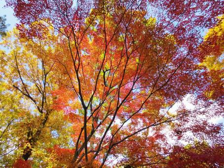 紅葉 紅葉の写真