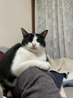 リラックス猫 ネコ,動物,可愛いの写真素材