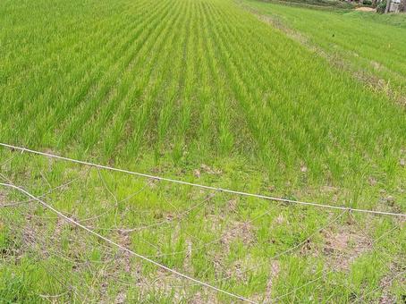 田んぼ 田んぼ,風景,自然の写真素材