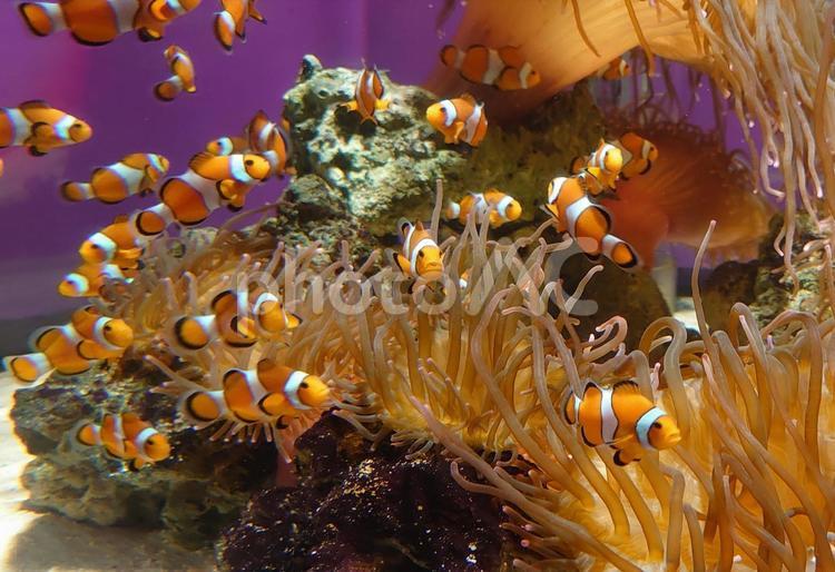 水族館のクマノミ クマノミ,魚,魚類の写真素材