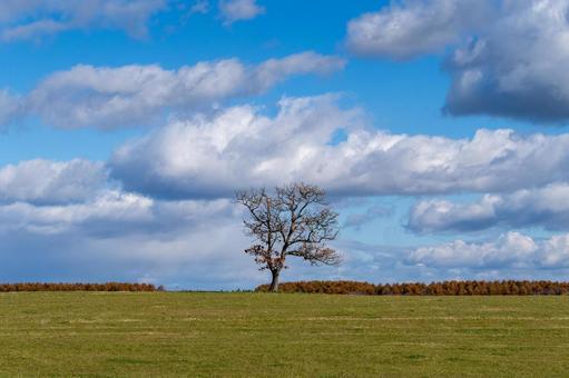 大空と広野に立つ一本木 一本木,牧草地,雲の写真素材