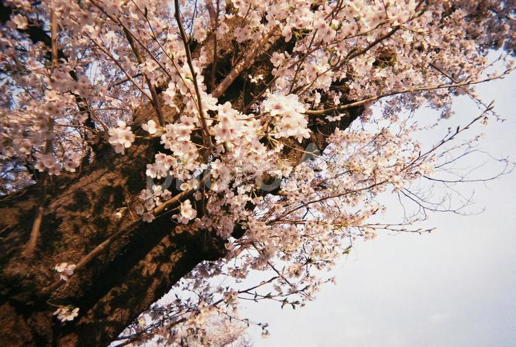フィルムで撮った桜 さくら,春,ソメイヨシノの写真素材