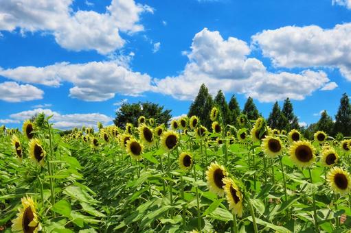 夏空に元気いっぱいに咲くひまわり 夏空に元気いっぱいに咲くひまわり ひまわり,向日葵,花の写真素材