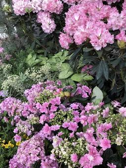 ピンクのツツジとアジサイ ピンクのツツジとアジサイ ツツジ,アジサイ,花の写真素材