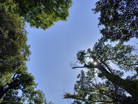 青空 青空 木,風景,晴れの写真素材
