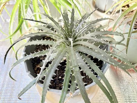 ディッキア③ ディッキア,観葉植物,ブロメリア科の写真素材