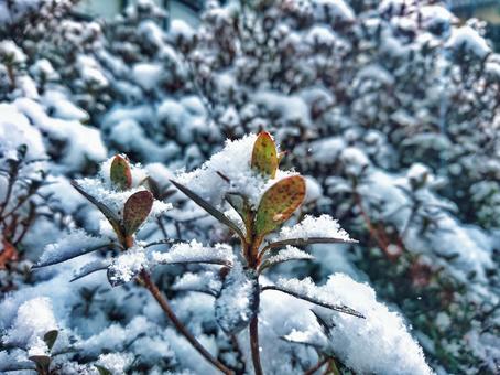 葉っぱに雪 葉っぱに雪の写真