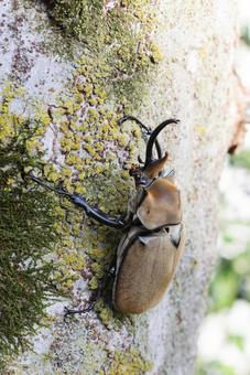 エレファスゾウカブト エレファスゾウカブト,カブトムシ,甲虫の写真素材