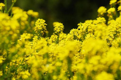 Rape blossoms, JPG