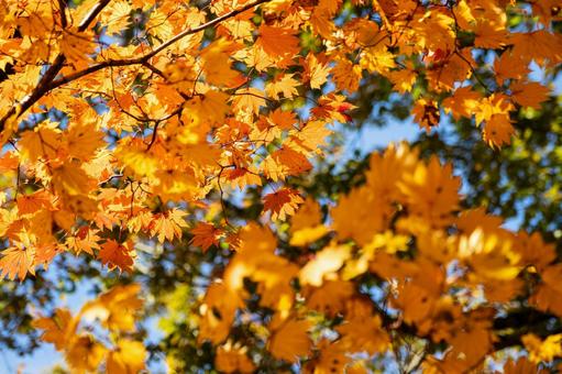 カエデの紅葉⑻の写真