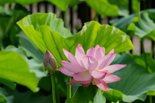蓮 蓮 蓮,ハス,不忍池の写真素材