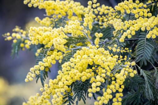 満開のミモザのクローズアップ ミモザ,花,春の写真素材
