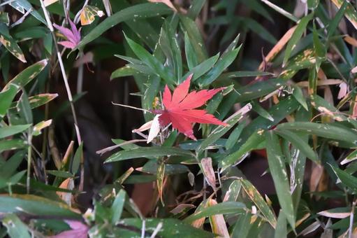 もみじのはっぱ もみじのはっぱ 小石川後楽園,東京都,紅葉の写真素材