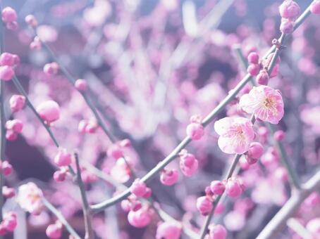 梅の花のクローズアップ　春の背景素材 梅,梅の花,自然の写真素材