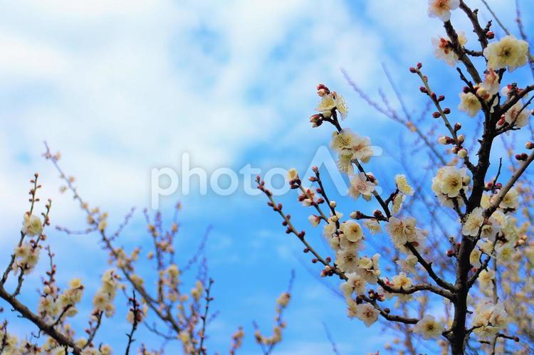 早春の花ほころび、青空に浮かぶ雲 梅,梅の花,白梅の写真素材