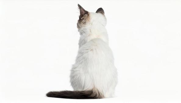 子猫の後ろ姿のポートレート 子猫の後ろ姿のポートレートの写真