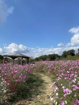 コスモスの小道 コスモス,青空,小道の写真素材