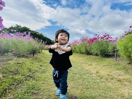 コスモスと小さい子供 コスモス,秋,子供の写真素材