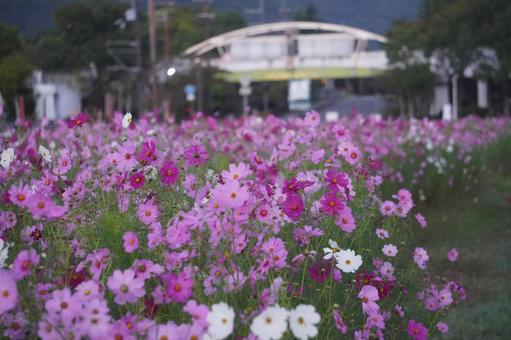 コスモス畑の写真