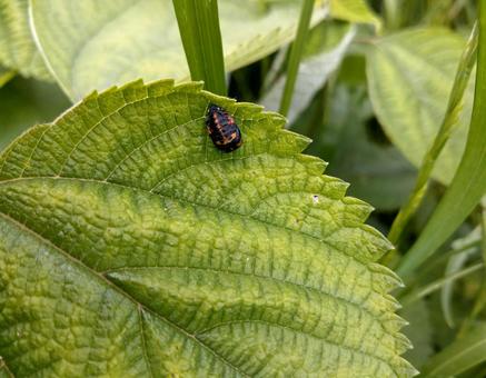 テントウムシのサナギの写真