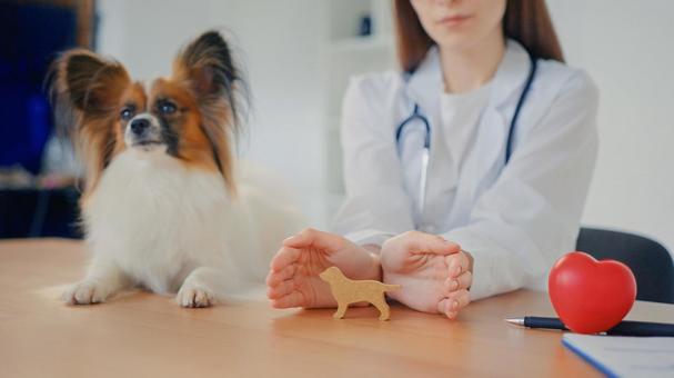 パピヨン、ハート型の模型と女性スタッフ 医療,予防,医者の写真素材