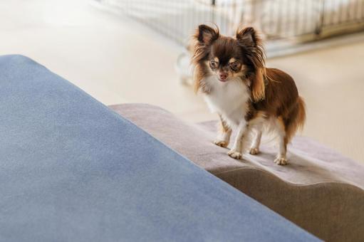 ソファーの前のペット用のスロープと犬 ソファーの前のペット用のスロープと犬 犬,ソファー,スロープの写真素材