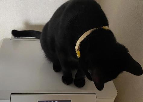 プリンターの上の黒猫「なんか出てきた!」 プリンターの上の黒猫「なんか出てきた!」の写真