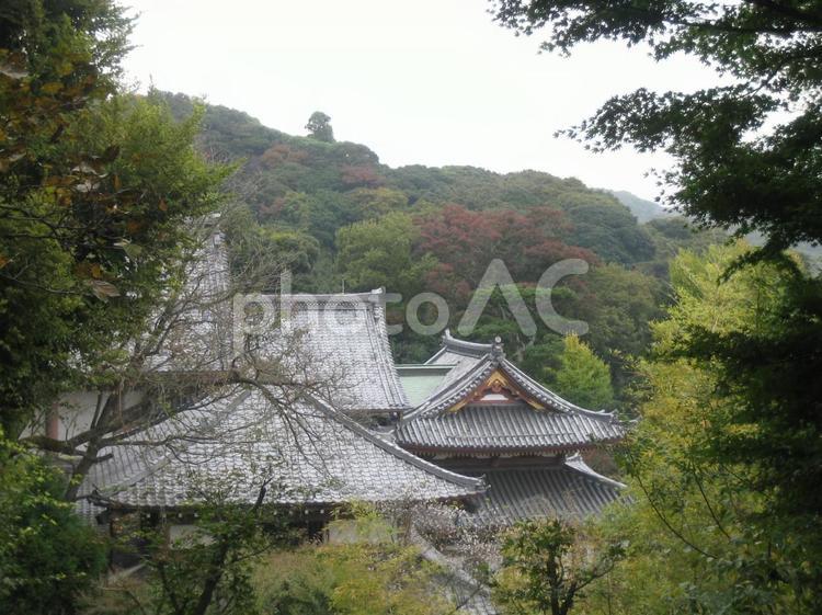 長谷寺　鎌倉　 長谷寺,鎌倉,眺望の写真素材
