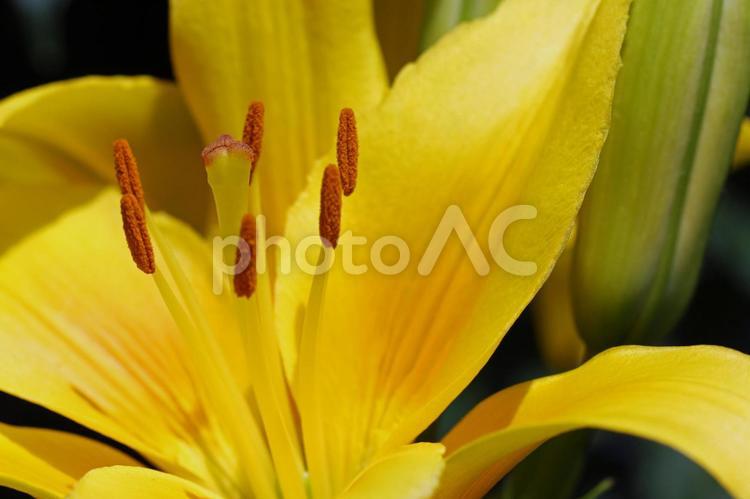 百合の大写し　雄しべ・雌しべ 植物,花,手入れの写真素材
