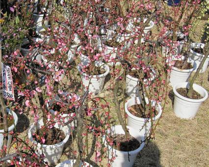 植木市のしだれ梅・富士市今井2丁目 植木市のしだれ梅・富士市今井2丁目の写真