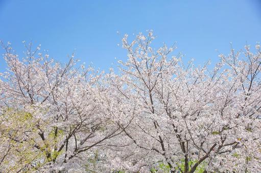 桜 桜の写真