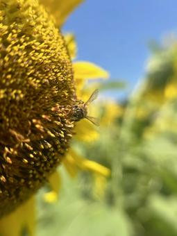 Close-up of a bee and a sunflower, JPG Close-up of a bee and a sunflower, JPG
