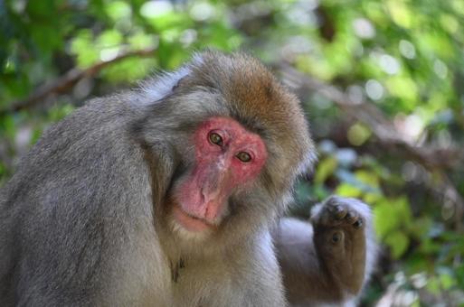 ニホンザル ニホンザルの写真