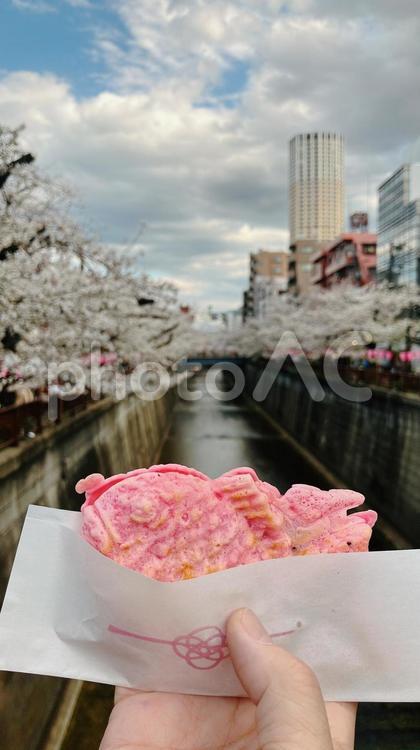 桜鯛焼きと目黒川の桜 鯛焼き,桜,目黒川の写真素材